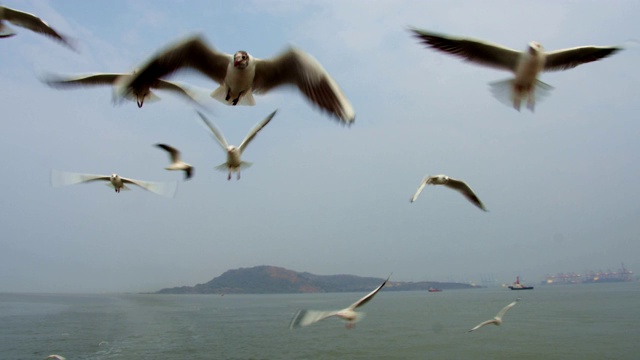 海鸥在海面上飞翔视频素材