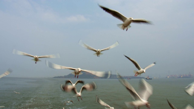 海鸥在海面上飞翔视频素材