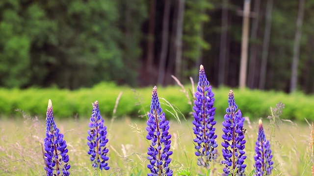 野生蓝罗纹花在草地上的特写，一些昆虫飞来飞去收集花粉。(Lupinus polyphyllus)。春天开花。视频下载