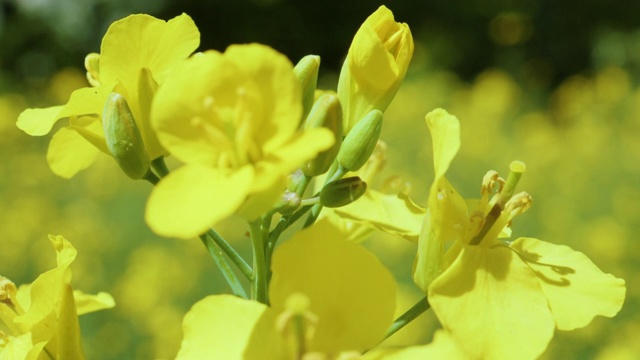 黄花开花油菜籽农业区。美丽盛开的油菜田，春天的蓝天。缓慢的运动。近距离的油菜黄花背景蓝色的天空。视频素材