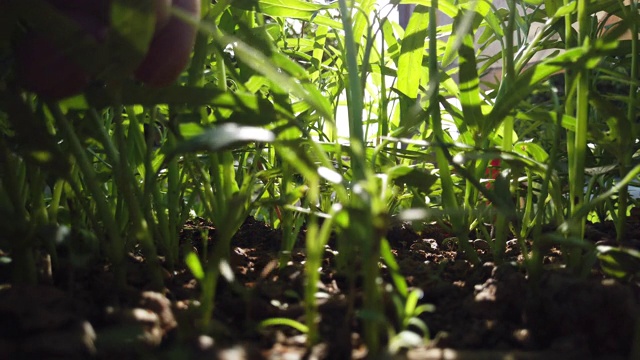 菜园里的绿色牵牛花这段录像令人感动视频素材