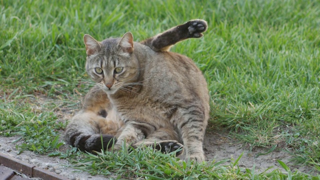 这只带条纹的猫舔自己视频素材