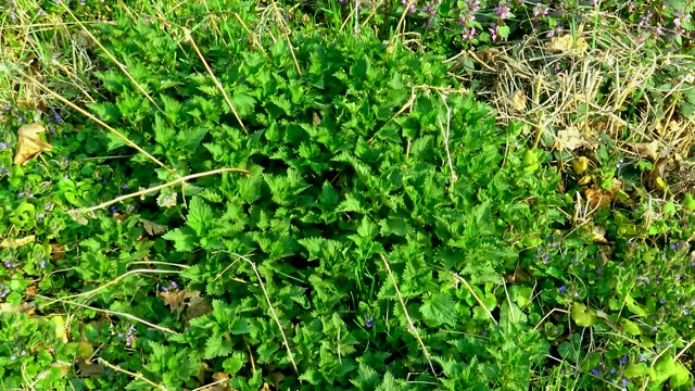 在其它野生植物中一丛新鲜的绿色荨麻。视频素材