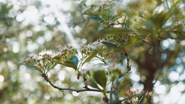 夏日里的一些小白花的特写镜头。视频素材