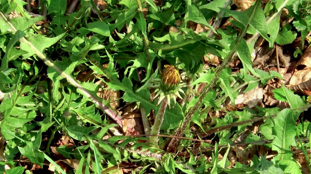 近距离预览年轻的蒲公英花在许多其他草地绿色植物。视频素材