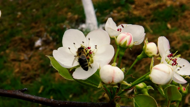 蜜蜂从梨树的花朵上采花粉。视频素材