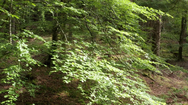 这是苏格兰偏远农村地区的一片宁静林地视频素材