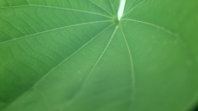 水滴在绿色的荷叶上滚动。视频素材