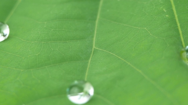 水滴在绿色的荷叶上滚动。视频素材