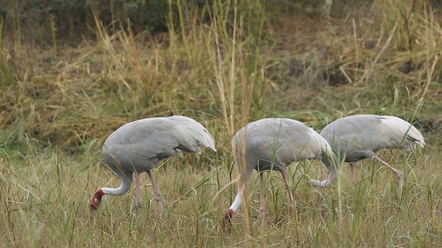 sarus crane或Grus antigone家族在keoladeo国家公园或bharatpur鸟类保护区放牧印度拉贾斯坦邦视频素材