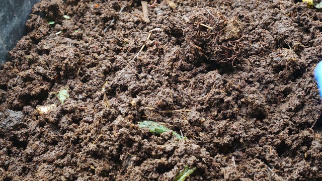 蚯蚓非洲夜行生物肥料概念。视频素材