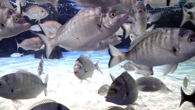 在水族馆里游泳的鱼视频素材