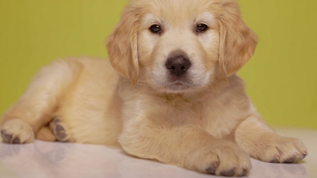 好奇的金毛猎犬幼犬被噪音分心，环顾四周，回到黄色背景上睡觉视频素材