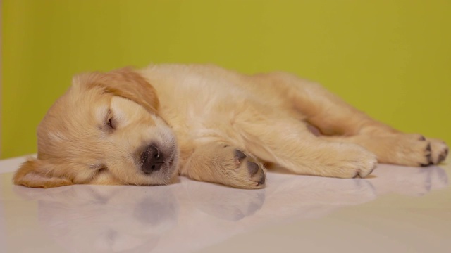 昏昏欲睡的金毛猎犬躺在右侧，在黄色的背景上睡觉和做梦视频素材