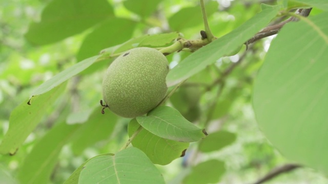 种植园里的一棵梨树视频素材