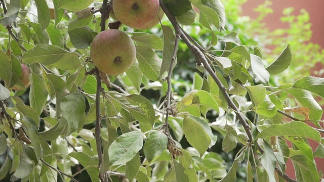 阿根廷门多萨乡村种植园上的一棵苹果树视频素材