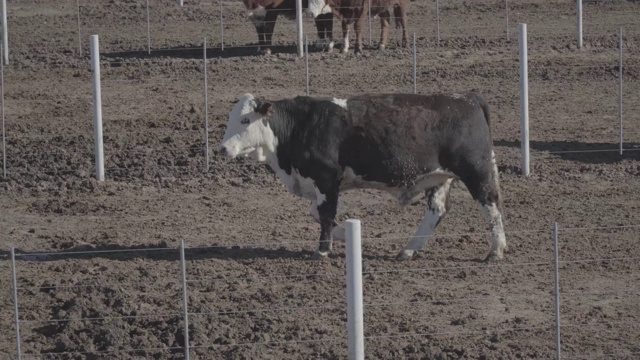 一头奶牛走在农家院子里，接近电线视频素材