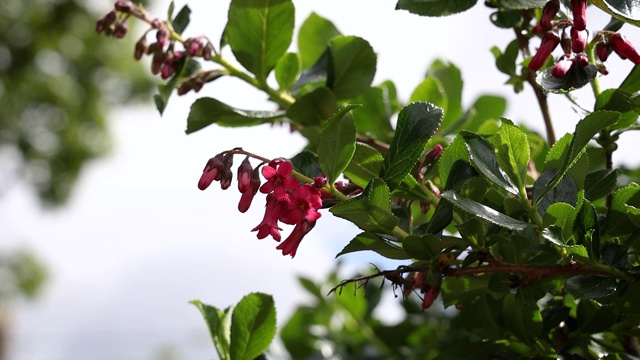 微风中吹着的红色山楂花视频素材