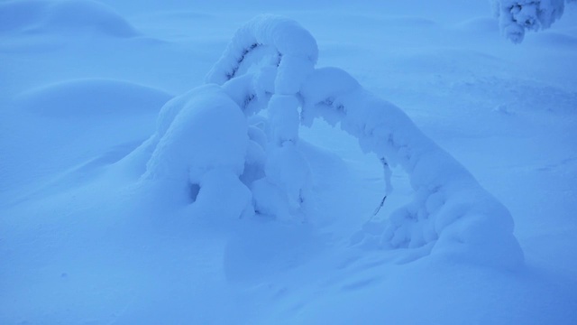 一场大雪后芬兰拉普兰被覆盖的风景-中景视频素材