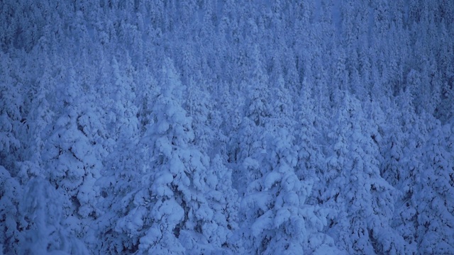 芬兰拉普兰的雪峰森林夜景全景视频素材