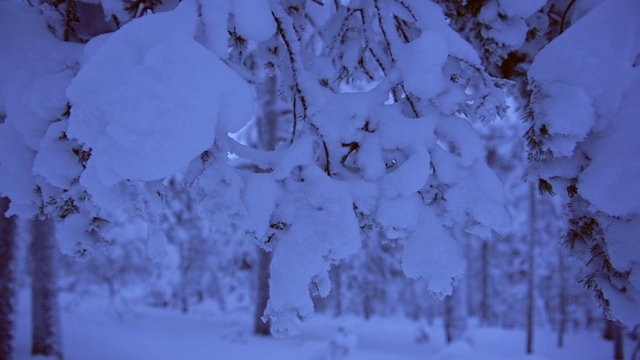 黄昏时分，芬兰拉普兰(Lapland)，白雪覆盖的森林里冰冻的树枝视频素材