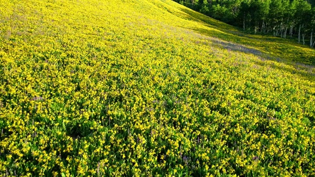 科罗拉多落基山脉的野花视频素材