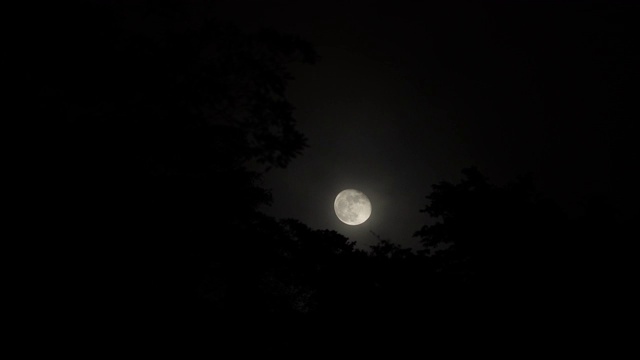 月夜池塘与青蛙交配视频素材