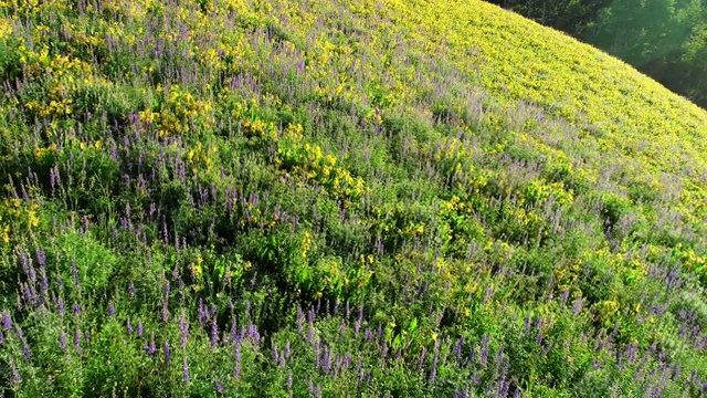 科罗拉多落基山脉的野花视频素材