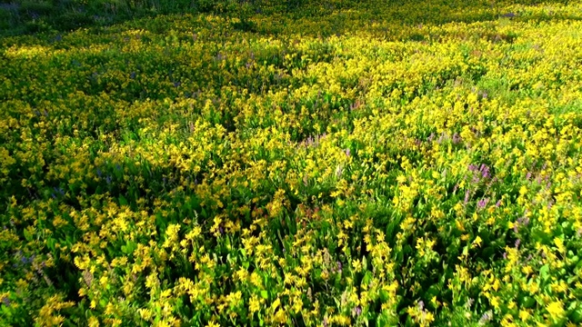 科罗拉多落基山脉的野花视频素材