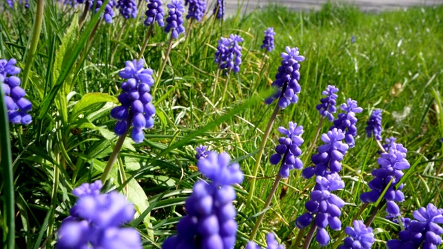 麝香花、杏黄花、风信子在四月和五月开花。视频素材