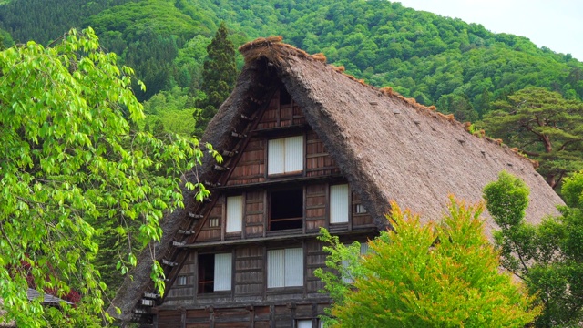 树木和建筑物的低角度视图视频素材