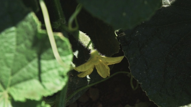 黄瓜生长在开花灌木上。生长在野外的新鲜黄瓜。种植的黄瓜。在温室里种植黄瓜。花园的业务。盛开的黄瓜。生态清洁。视频素材