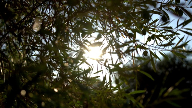 橄榄树枝视频素材