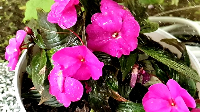 雨滴落在粉红凤仙花花瓣上的慢镜头视频下载