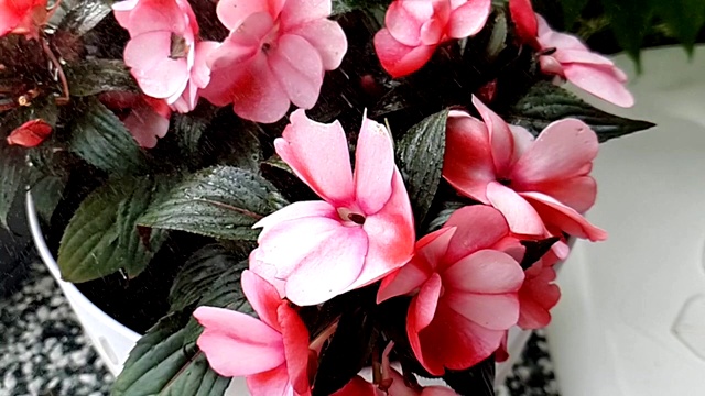 雨滴落在粉红凤仙花花瓣上的慢镜头视频下载