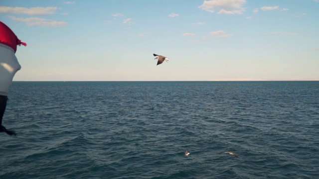 海鸥在空中捕捉食物。从船上射击。视频素材