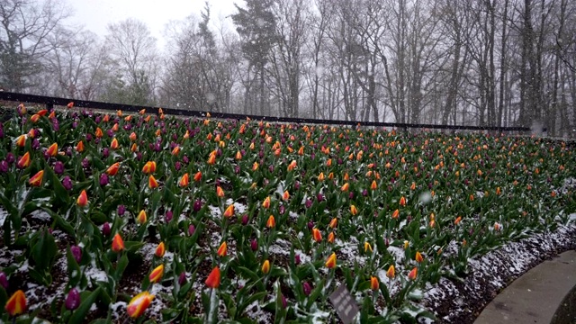 花园春雪下的红色郁金香视频素材