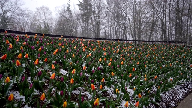 花园春雪下的红色郁金香视频素材