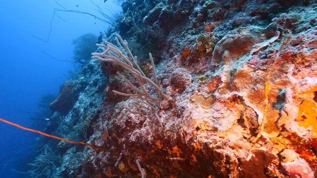 加勒比海珊瑚礁海景/库拉索岛，有鱼，珊瑚和海绵视频素材