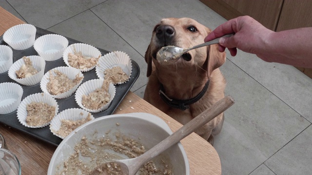 狗狗正在舔勺子，之后狗狗的蛋糕面团被分在纸杯蛋糕架里。视频下载