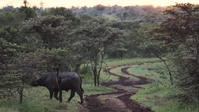 在肯尼亚的El Karama Safari旅馆里，一只非洲水牛正在穿越荒野中的土路。采用针视频素材