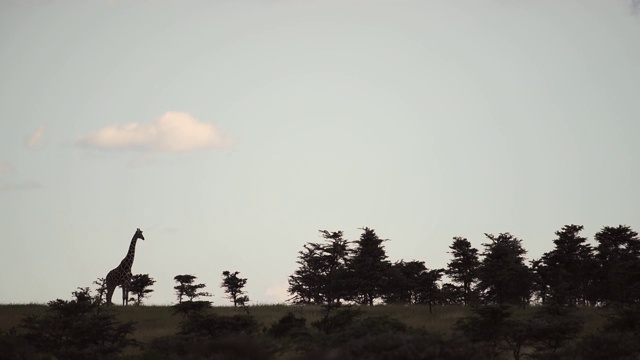 在肯尼亚的El Karama小屋，一只站在树旁的网状长颈鹿。采用针视频素材