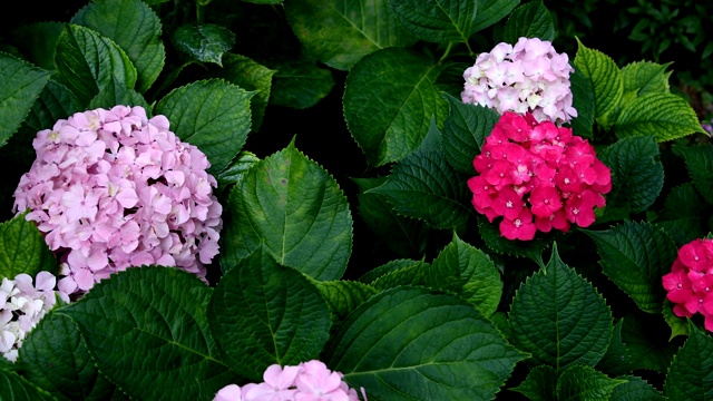 绣球花的花序上的近距离彩色花视频素材