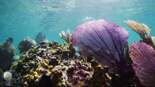 软珊瑚海扇视频素材