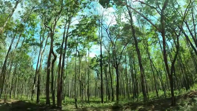 在森林中开车的景色视频素材