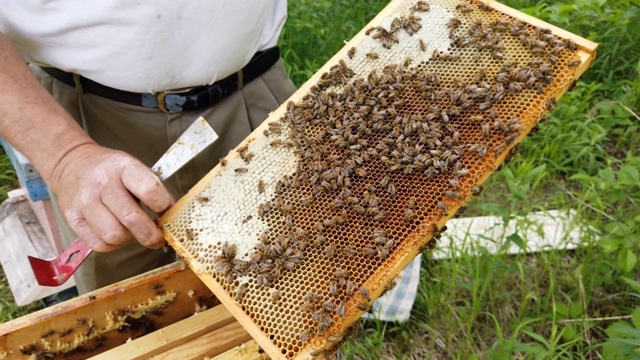 一个养蜂人在蜂箱附近拿着护架，一个人在检查蜂箱。视频素材