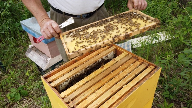 养蜂人拿出带有蜂巢的框架，检查是否填满了新鲜的蜂蜜视频素材