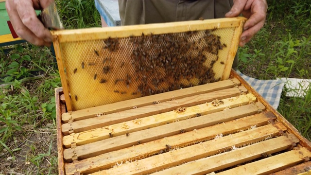 在一个阳光明媚的夏天，养蜂人带着蜜蜂站在蜂房附近检查蜂箱里的蜜蜂。视频素材