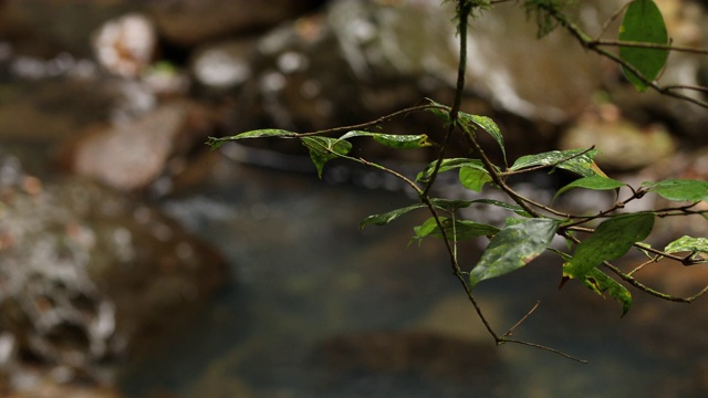 澳大利亚热带雨林中的树叶和雨林溪流的特写视频素材