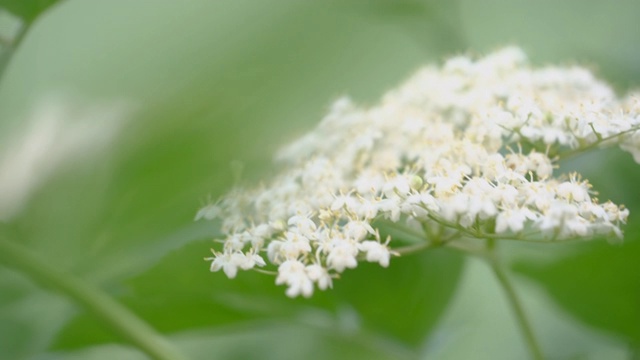 接骨木花在风中摇拍视频素材